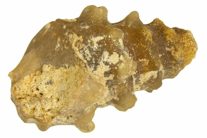 Agatized Gastropod (Cerithium?) Fossil - Morocco #338037